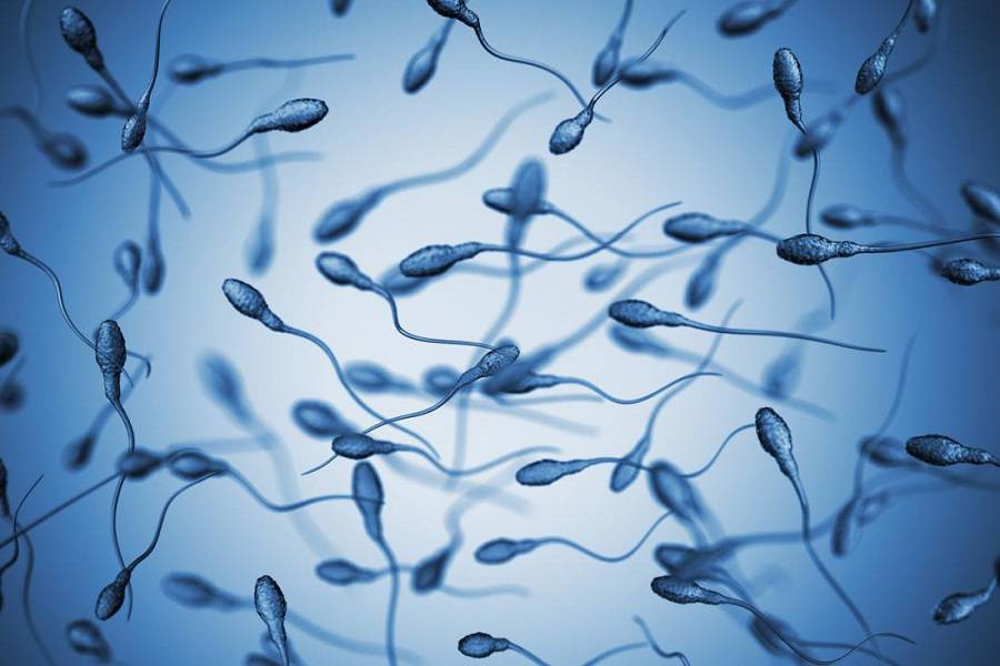 چگونه می توان تعداد اسپرم را افزایش داد: آیا درمان های طبیعی می توانند کمک کنند؟