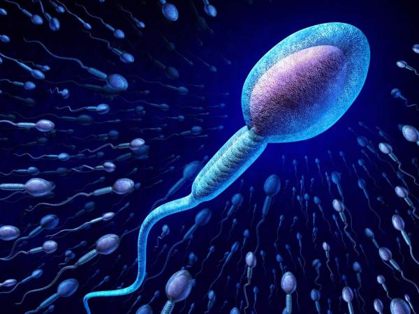 چگونه مورفولوژی یا شکل اسپرم را بهبود ببخشیم؟
