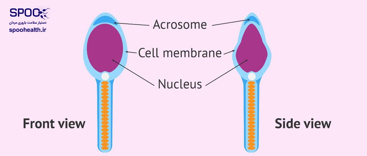 سلول اسپرم و عملکرد آن