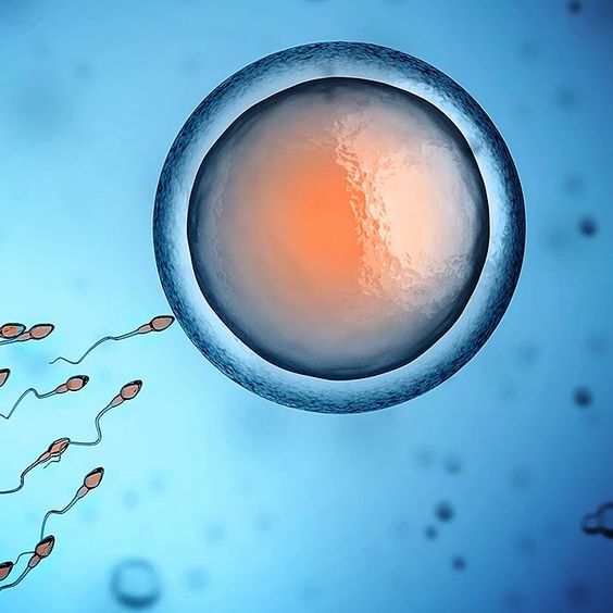 سلول اسپرم و عملکرد آن